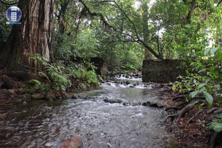 Selva caducifolia, bosque de coníferas y bosque de encino, parte del patrimonio natural de Michoacán  