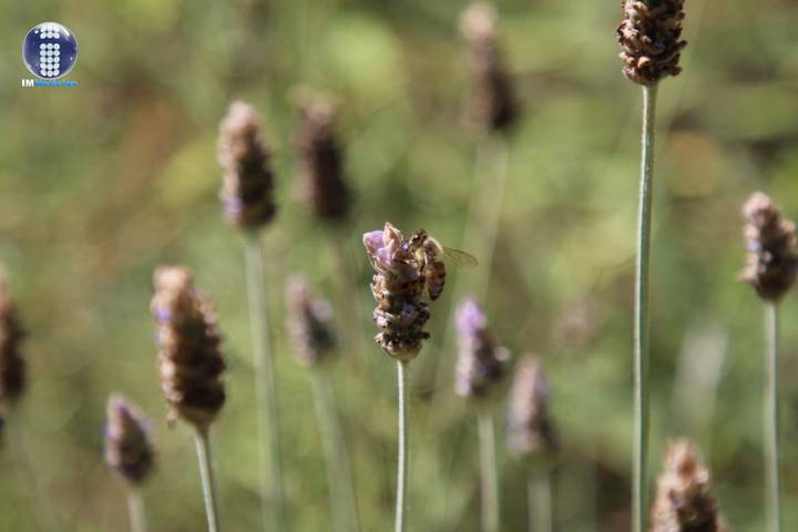 Polinizadores, cruciales para el ciclo de vida de animales y plantas  