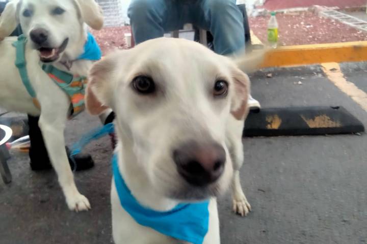 GHAPAD lanza urgente llamado: 40 lomitos buscan hogar, amor… y una segunda oportunidad