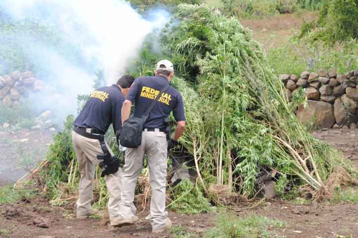 Destruyen media tonelada de marihuana en Aracurio