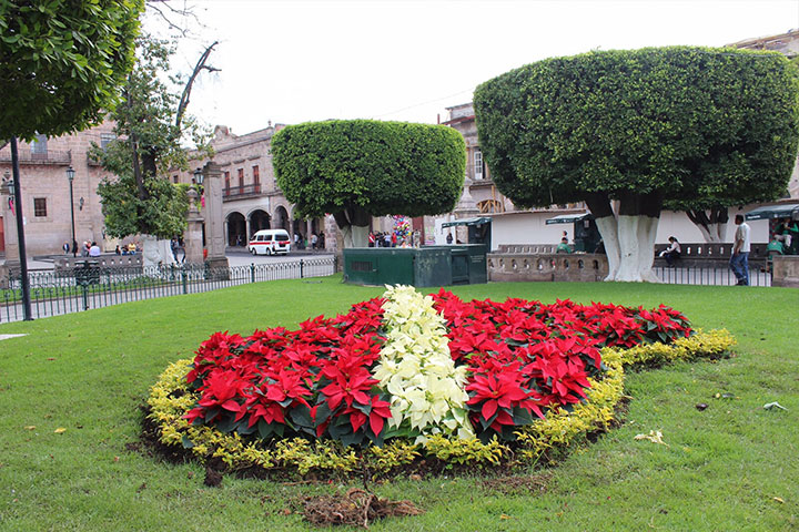 Embellecen plazas y jardines de Morelia con flores de Nochebuena  